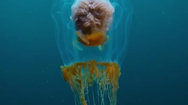 Jellyfish can be very swift in deep Oceans. Unusual Movements of this rare jellyfish.