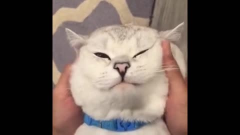 Cute kitten rubbing face