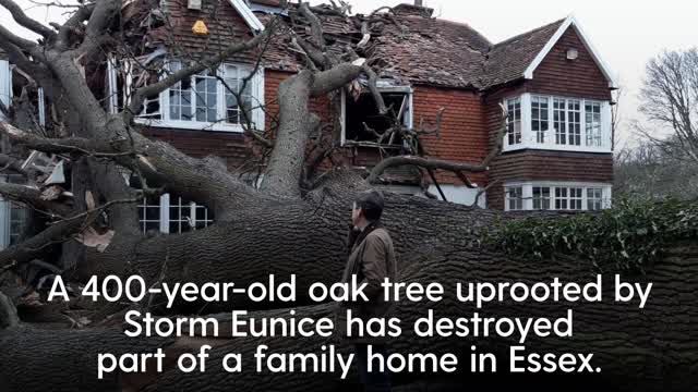 Storm Eunice_ Family home destroyed after oak tree crashes through roof- NEWS OF WORLD