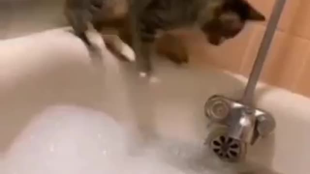 Cute cat video