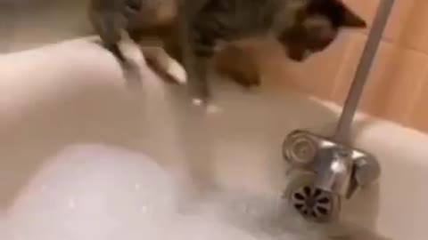 Cute cat video