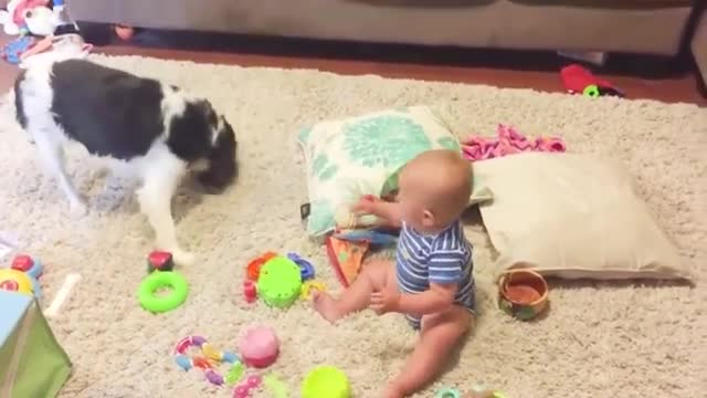 Funny Animals and Babies Videos #1 - Best Funny Dogs and Babies Videos