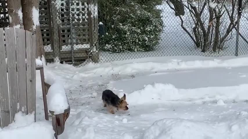 Man builds epic backyard snow maze for his dog 2021