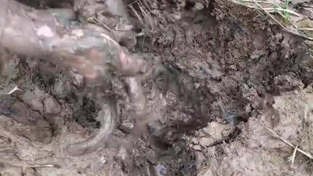 Amazing fishing.Short #7