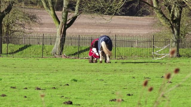 Watch the twins, when they change color, they marvel at another strange horse