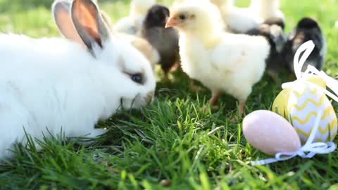 rabbit and hen baby chicken play together in park on green grass hd video