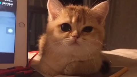 cute cat cutest video ever