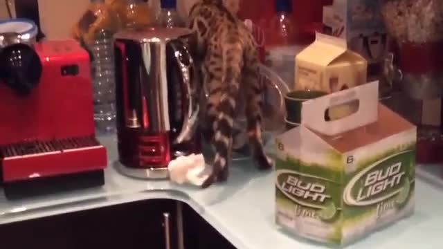 Funny and Cute Cat Videos #222