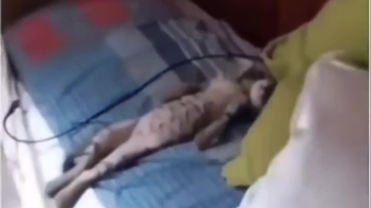 Funny pet 😄