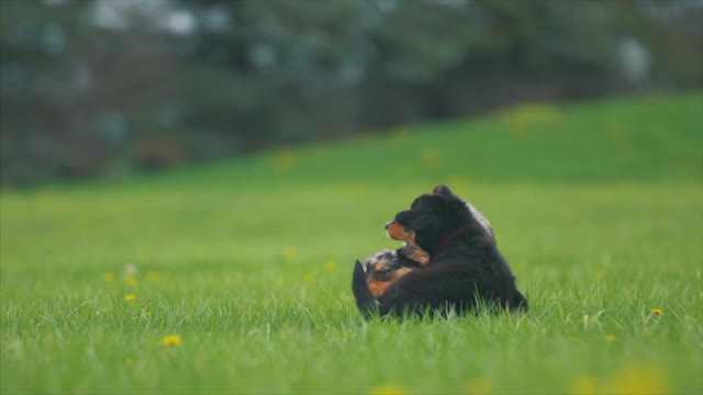 Two dogs playing together in the garden