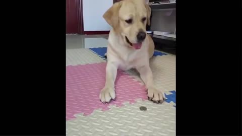 Coin challange with pet's