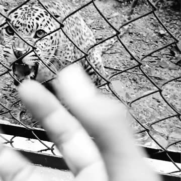 I was Shocked | the tiger is very dangerous