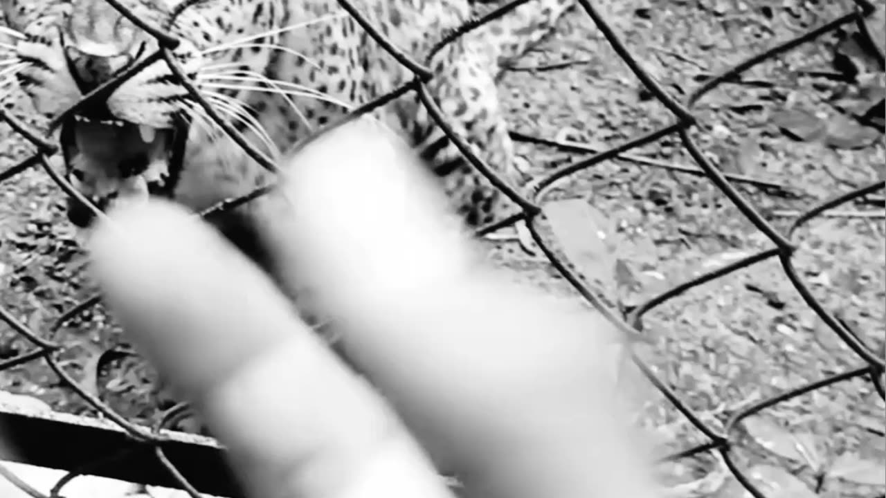 I was Shocked | the tiger is very dangerous