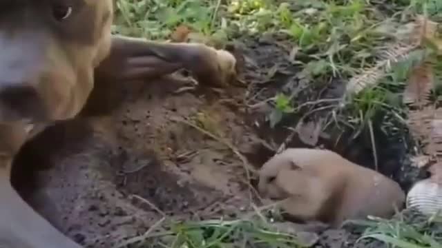 A dog pulls his little puppy out of the hole in an adorable way. Very cool scene