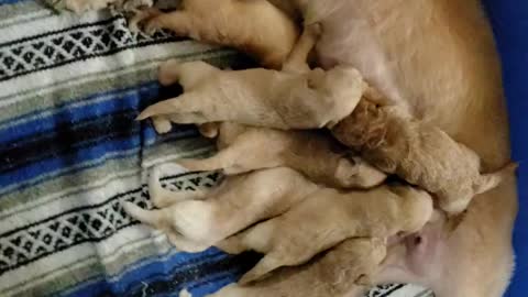 Mia's pups day 15