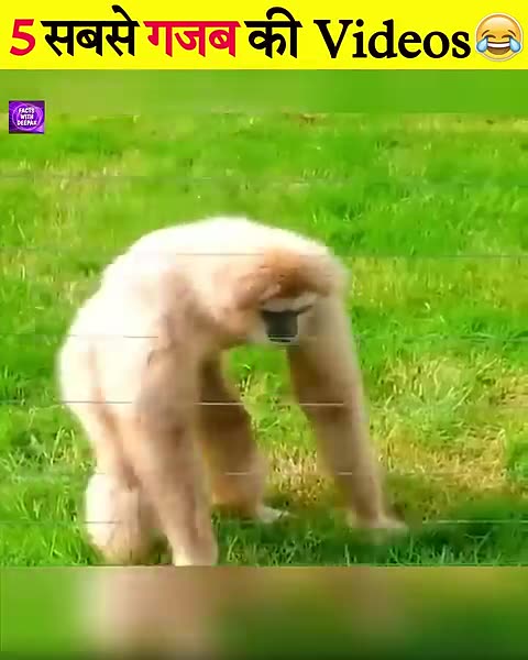 Animal funny moments