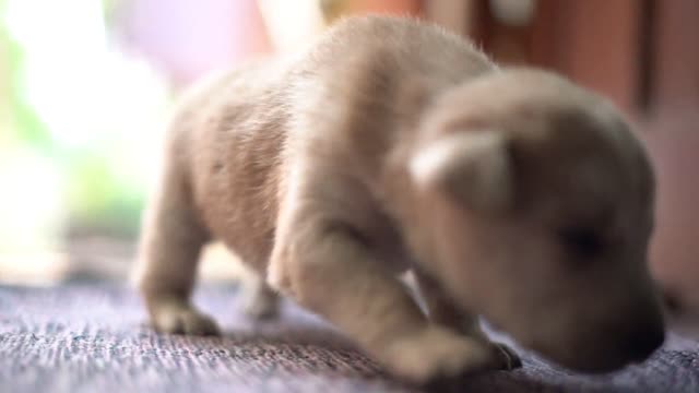 Small white newborn puppy finding his mom