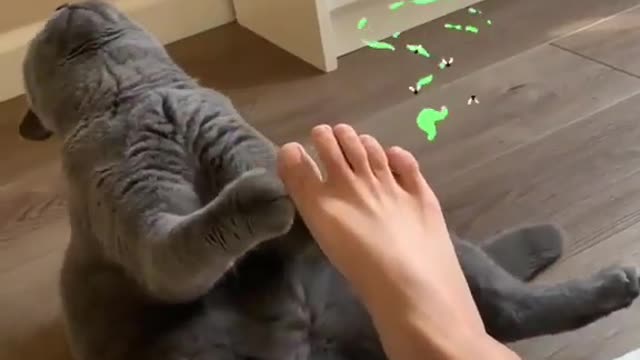 Cat faints with foot odor