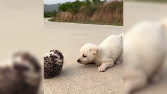 puppy and hedgehog