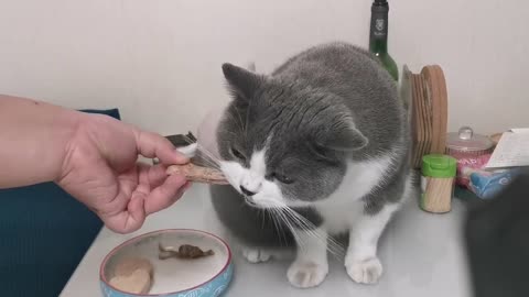 Pet cats eat dinner