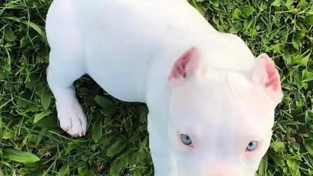 Danger_pitbull_dog_big__like_and_subscribe__%23pets_shop