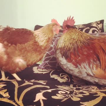 Toxteth O'Grady USA searching for a nesting spot