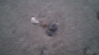 Observing the shellfish shells, rocks and other objects on the beach sand at dusk [Nature & Animals]