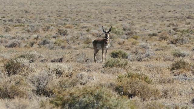 Antelope Running in Desert Wildlife
