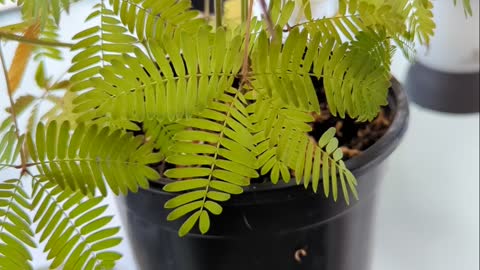 Sensitive Plant