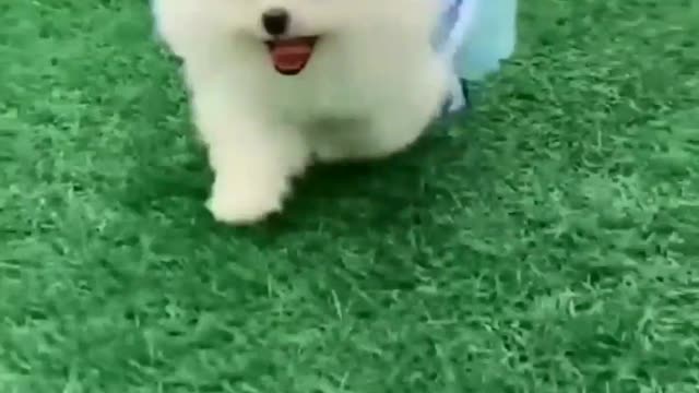 Cute Pomeranian dog