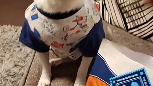 Man has Treat time! 😂 He wants bacon🥓