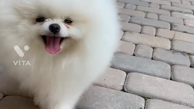 Funny dog :)))))))) Soooo cute