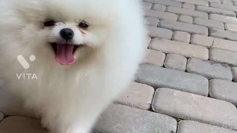 Funny dog :)))))))) Soooo cute