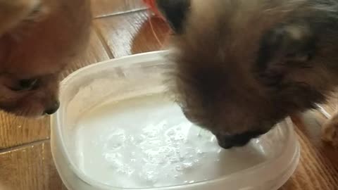 Cute puppies-drinking-milk and very funny video