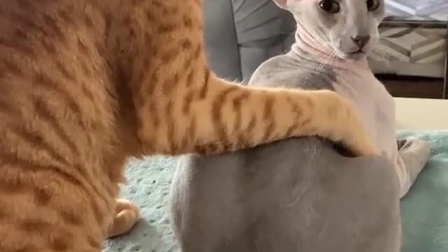 Best Cute Cats Video 2021 ever!