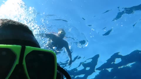 shark in Sharm El Sheikh