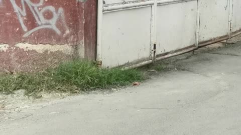 Doggo's Unexpected Entry Point