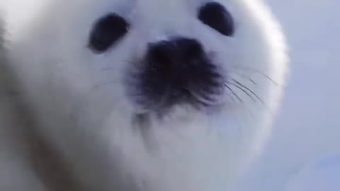 The seal pups, unable to find their mother, have to eat snow to appease their hunger