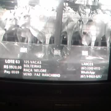 a vaca foi pro brejo mesmo pt2