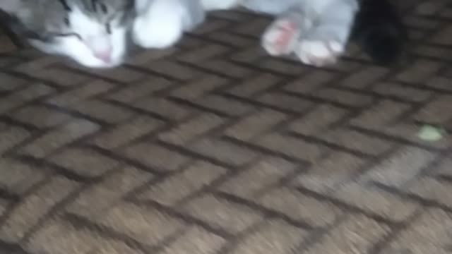 Baby cat sleeping under table cute