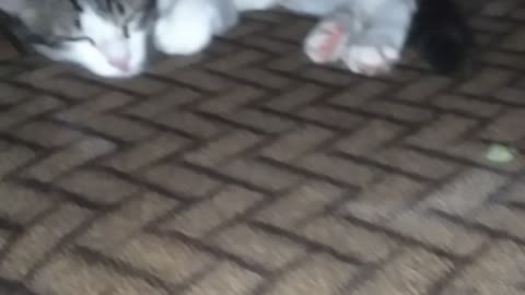 Baby cat sleeping under table cute