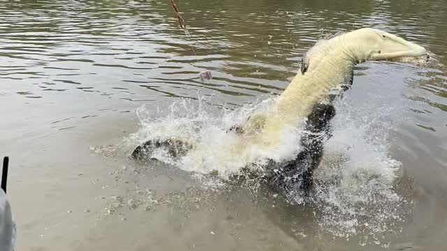 Feeding Time Brings Out the Fight in Crocodiles