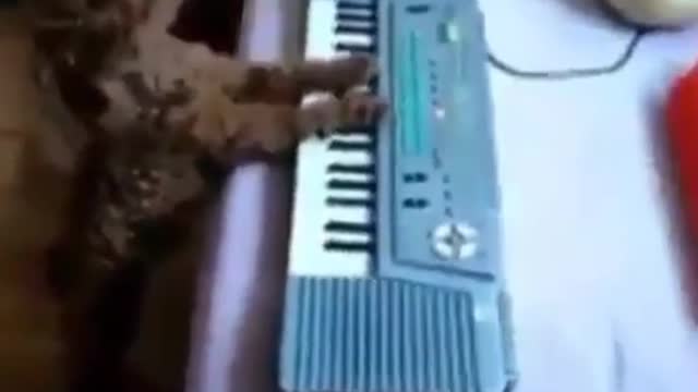 Cute Cat is Playing Piano