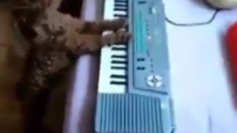 Cute Cat is Playing Piano