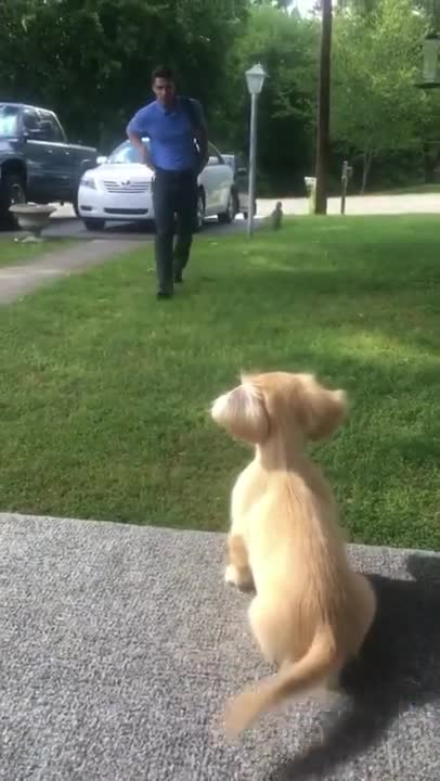 Little kittens meowing and talking - Cute cat video