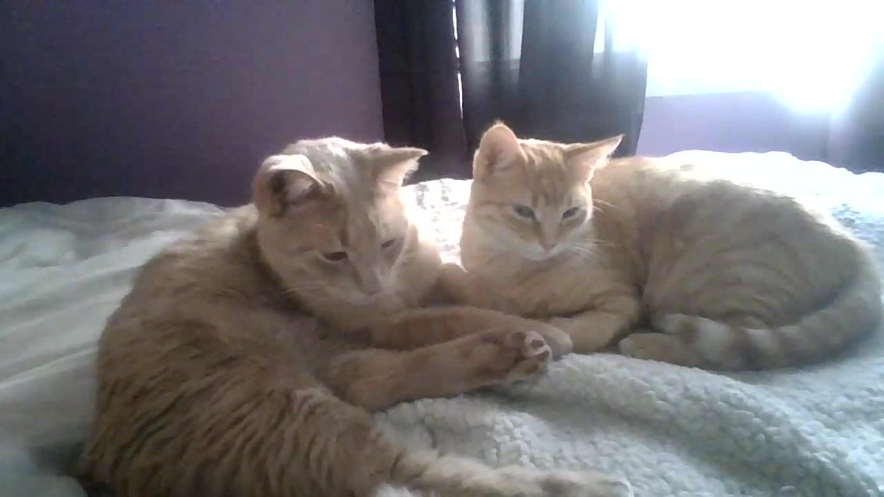 Early morning cuddles/grooming