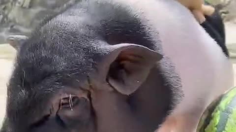 Fat Pig eating Watermelon🤣🤣