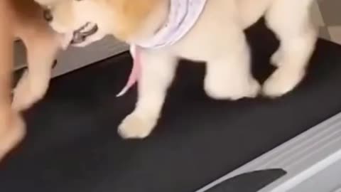 Dogs tranings