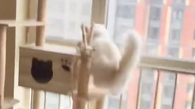 The cat runs around the house quickly and then climbs up on the table and makes a surprise move