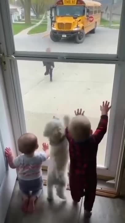 The Talking Twin Babies, Translated